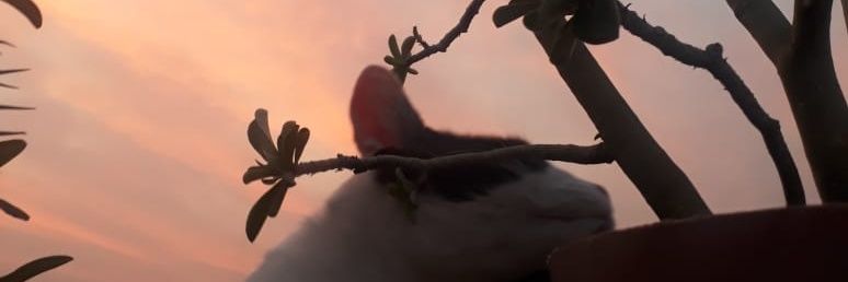 karelgi_'s profile banner image