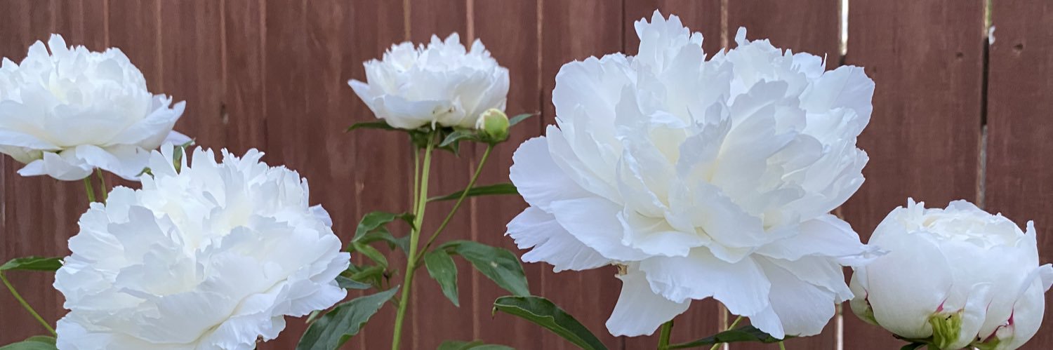 Laura Kile banner