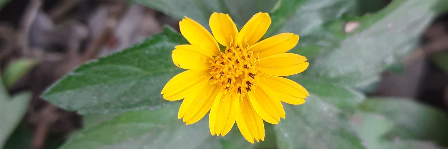 dattadeepali's profile banner image