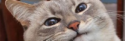 Cigarette Flavored Yogurt banner