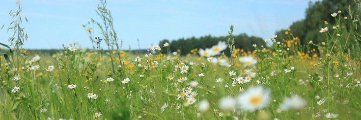 kala 🐝 . banner