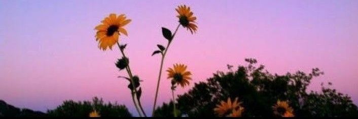 Alaa_samad1's profile banner image