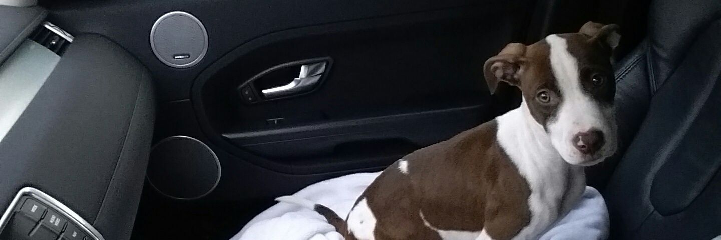 Teddy Grabowski banner