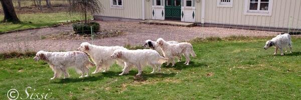 English_Setters Profile Banner