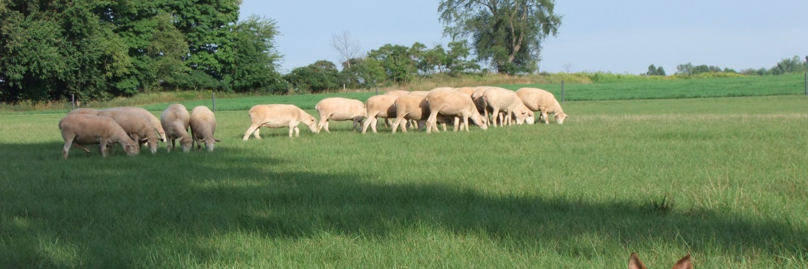 Brien Sheep banner