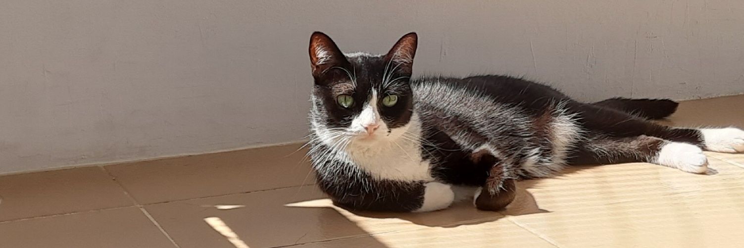 Symone Barcellos🐈‍⬛🐈 banner