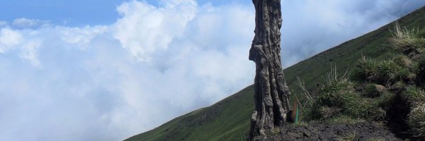 mintoogue Profile Banner