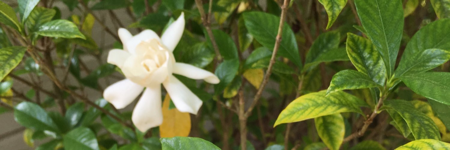AlannaLindley's profile banner image