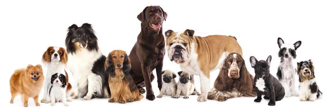 GoDoggyLove's profile banner image