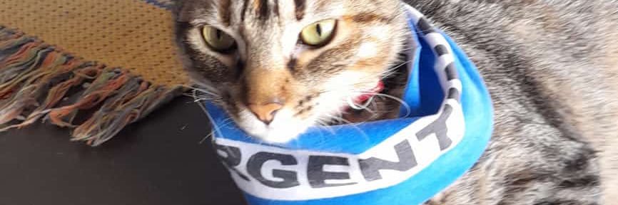 carlangascal's profile banner image