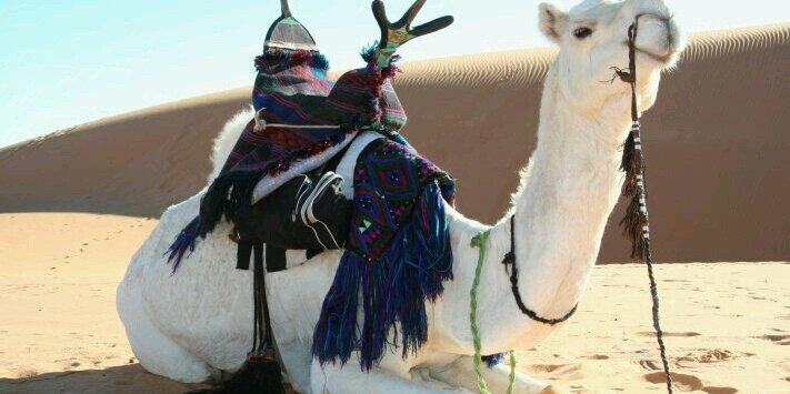 meknan2's profile banner image