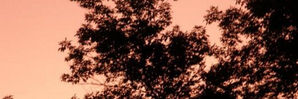 spiralingfire Profile Banner