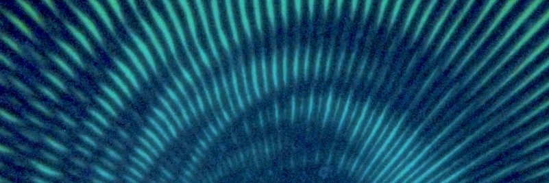 hevynes's profile banner image