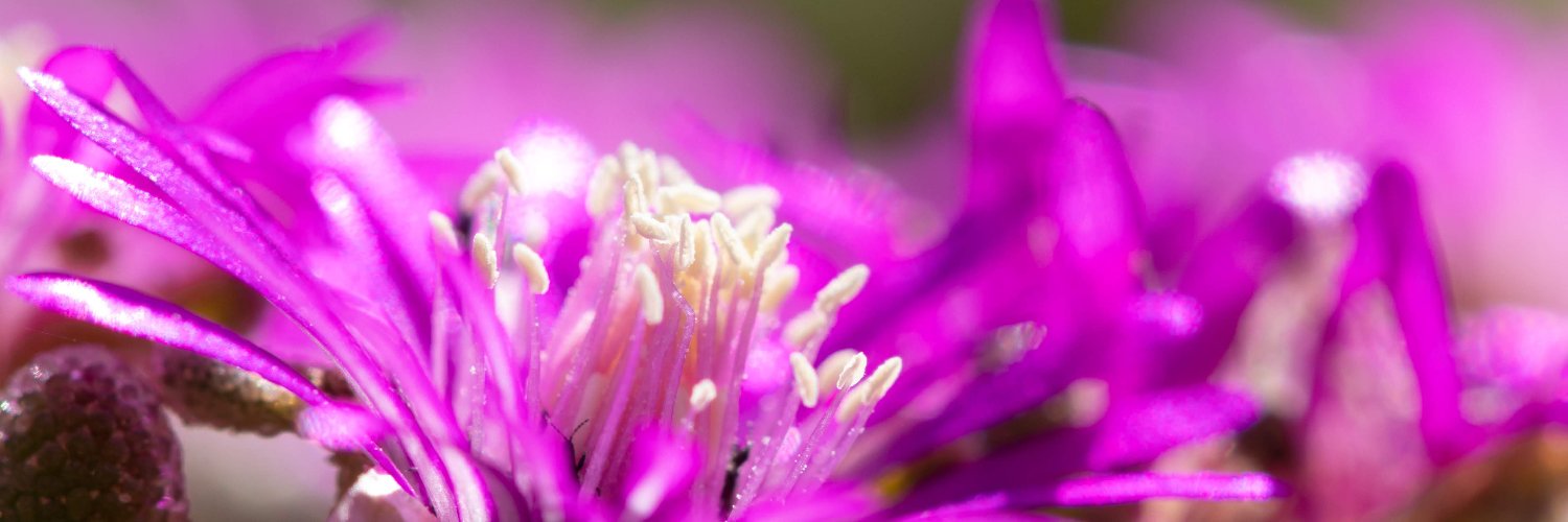 LearnBiomimicry banner