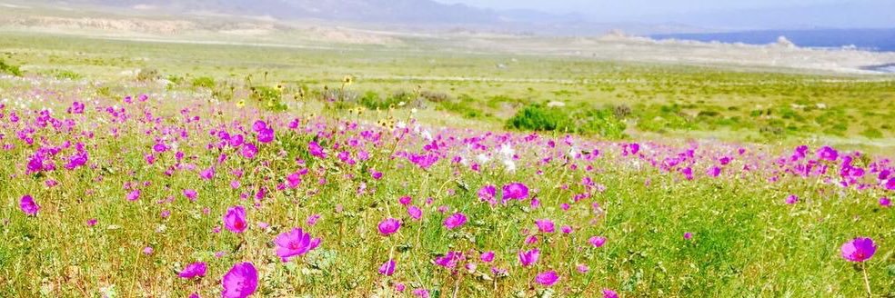 Postales de Chile banner