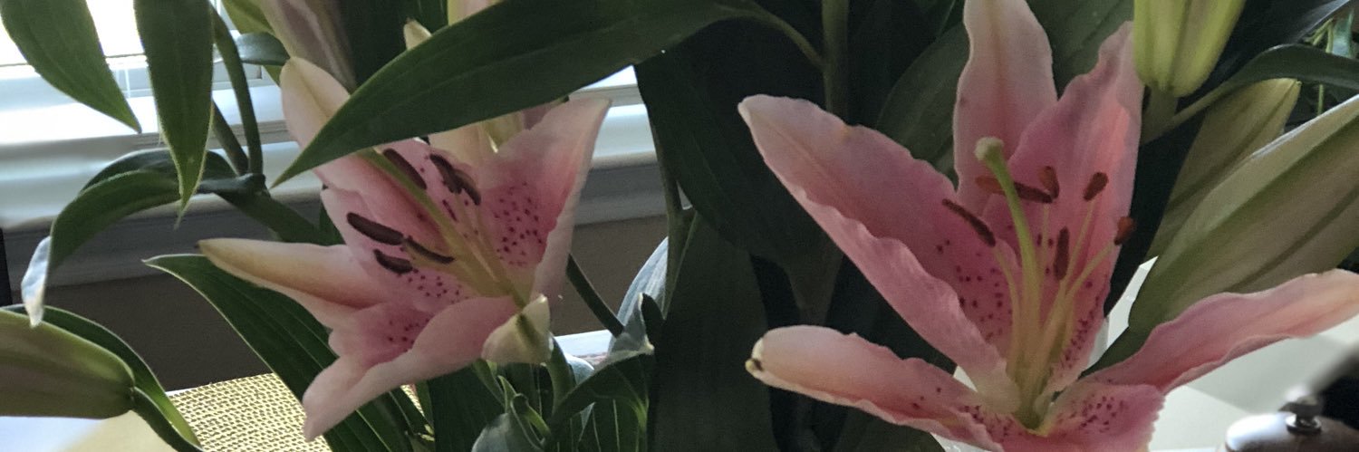 sgtcatfish's profile banner image
