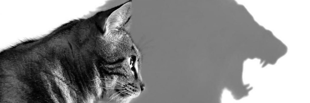 RADIO.PL 🐉 banner