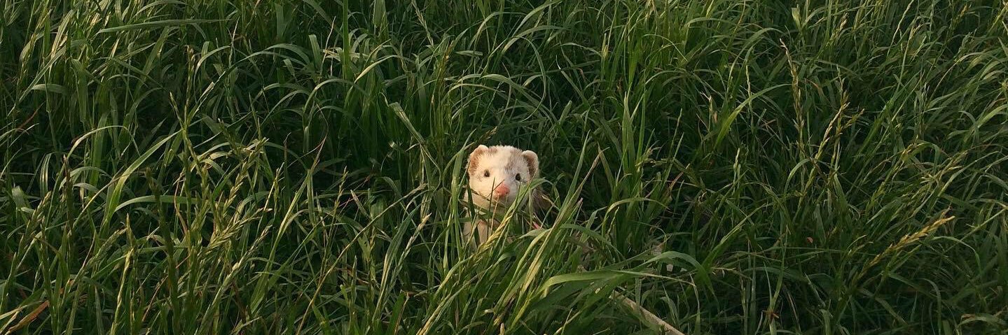 FerretsL's profile banner image