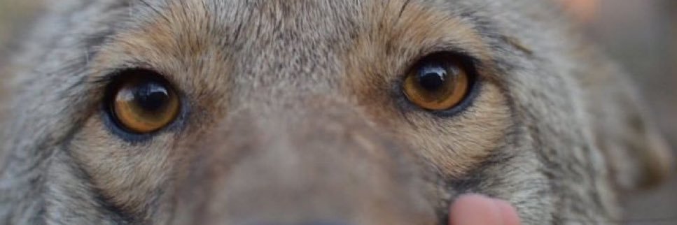 Coobs 🌵 🔜 TFF banner