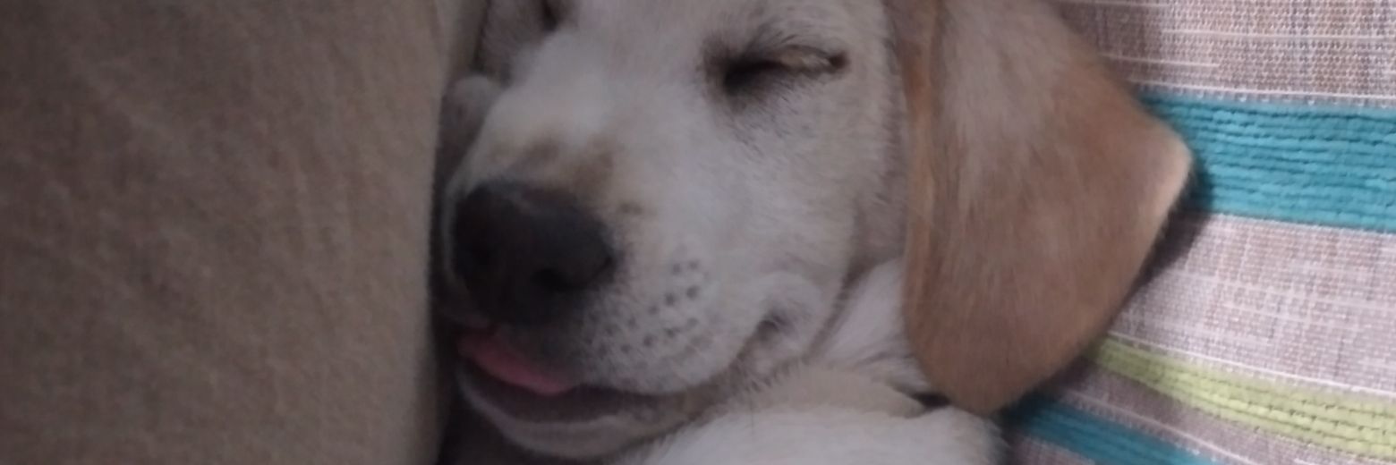 anitaxale's profile banner image