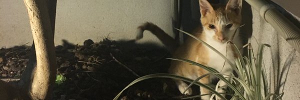 noboreru Profile Banner