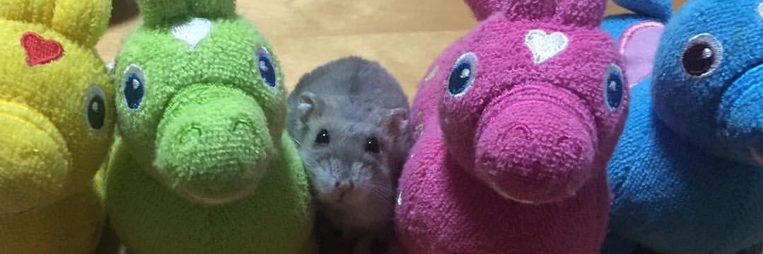 rokichiZ's profile banner image