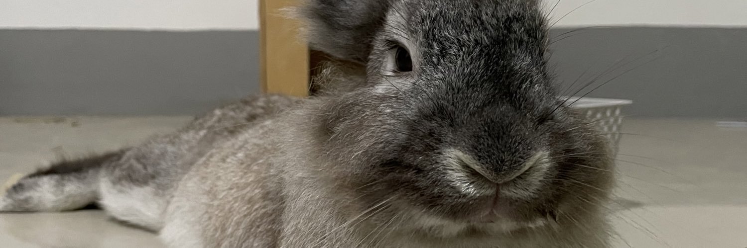 Jiji the bunny banner