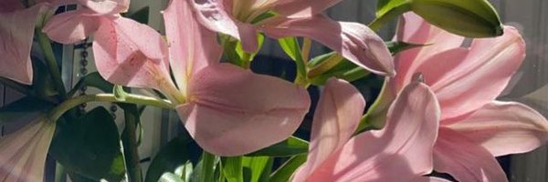 Angie85002281 Profile Banner