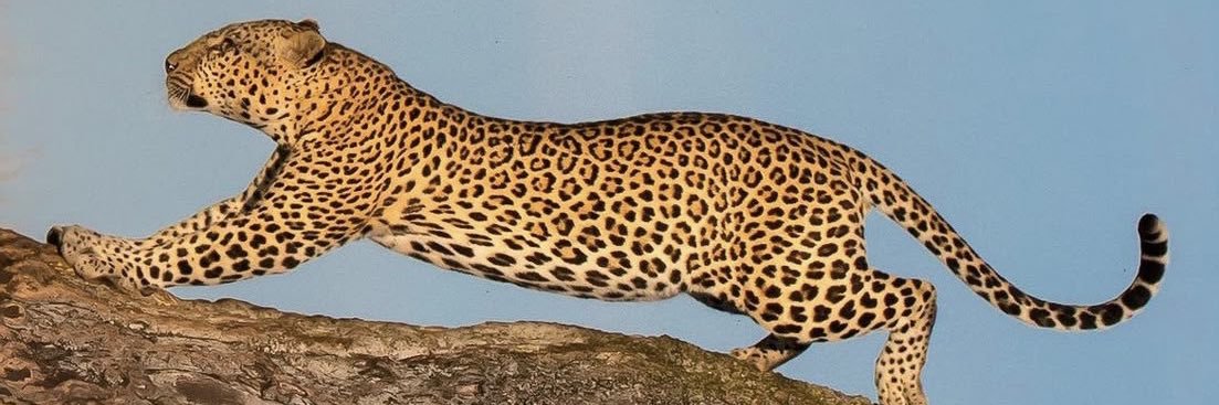 mpenzyk's profile banner image