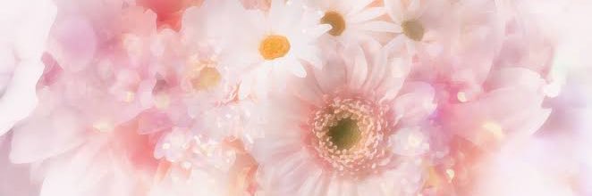 chicory273's profile banner image