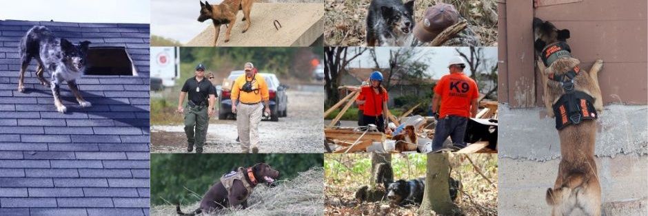 MSD_SearchDogs's profile banner image