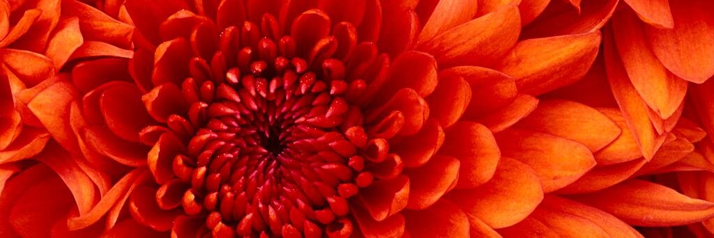 🌱Mrs. Van Dyck banner