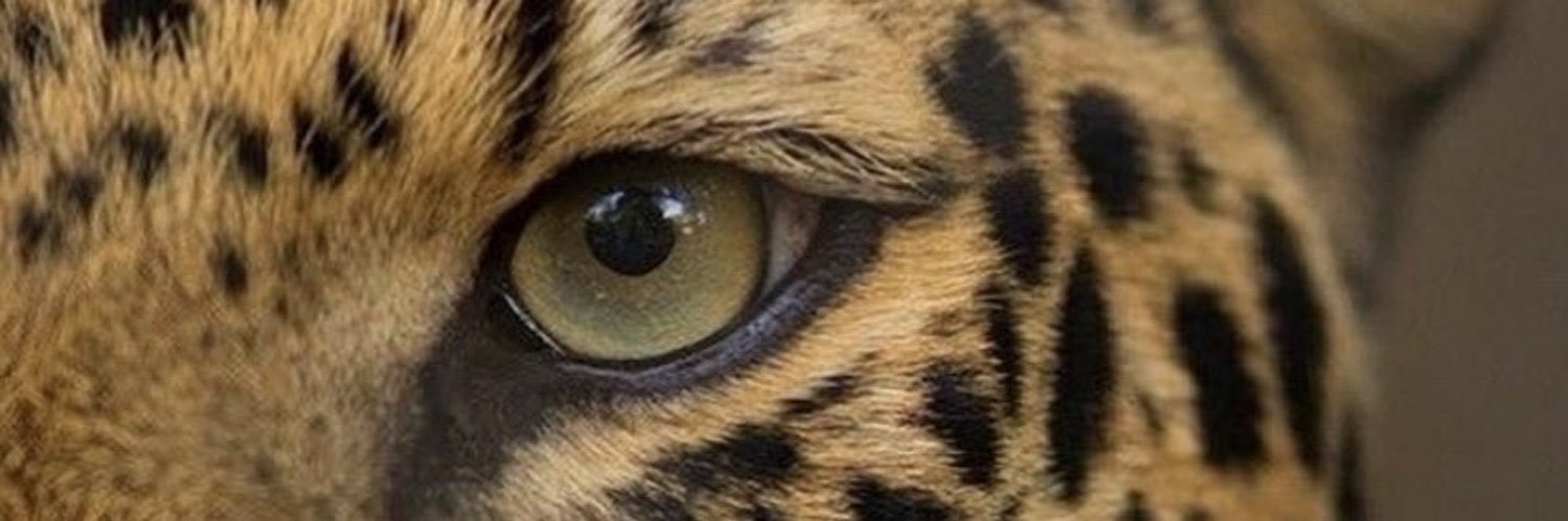 🍒 banner