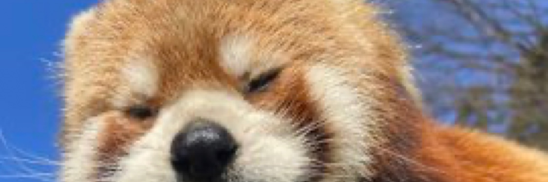 YU-YU🐈‍⬛ banner