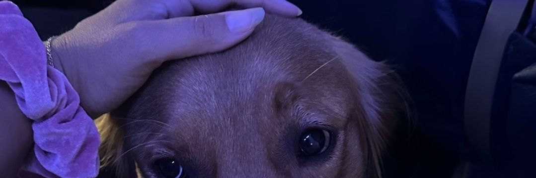Katewill_96's profile banner image