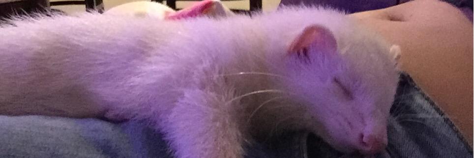 fcvillalobos's profile banner image