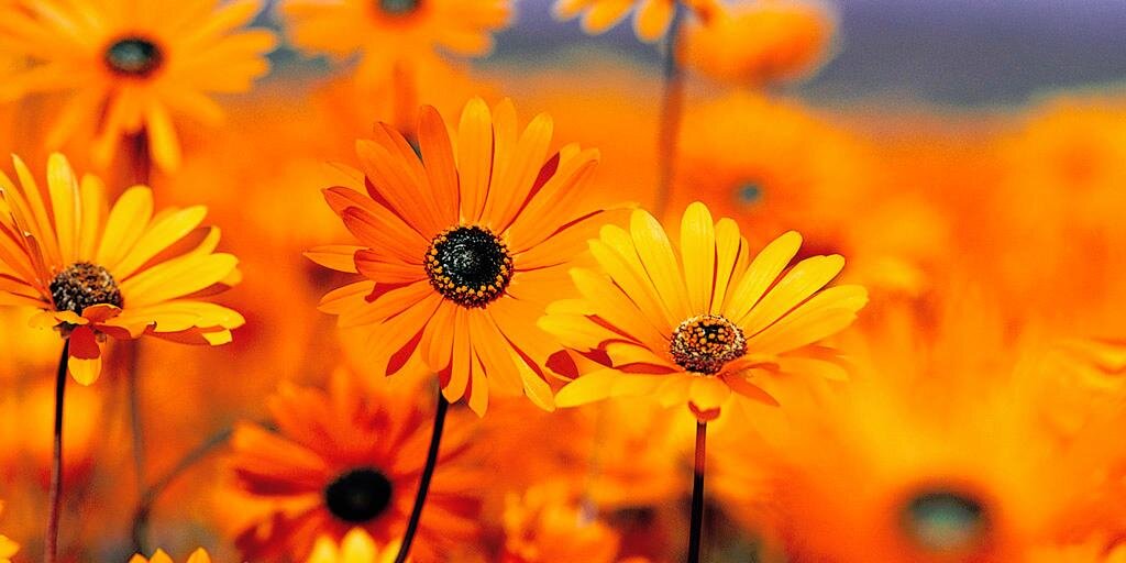 Cassandra Casto banner