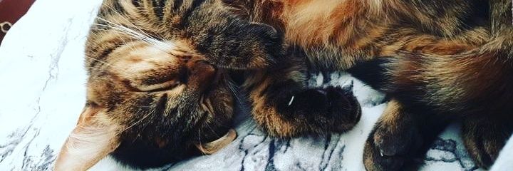 amychapman1995's profile banner image