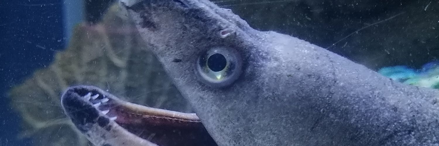 kei (allegedly) banner