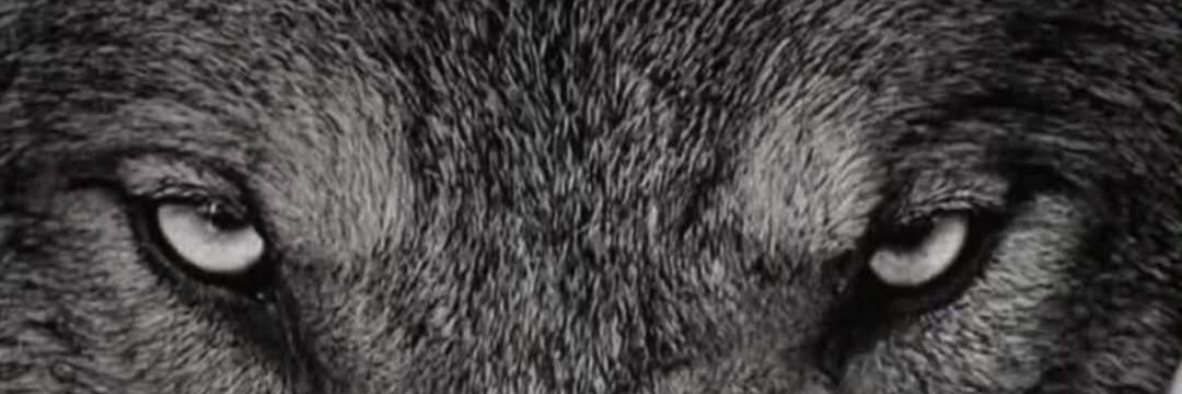 Бели Вук banner