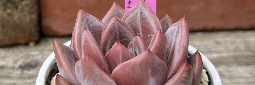 火拳🔥ラーメン備忘録🍜 banner