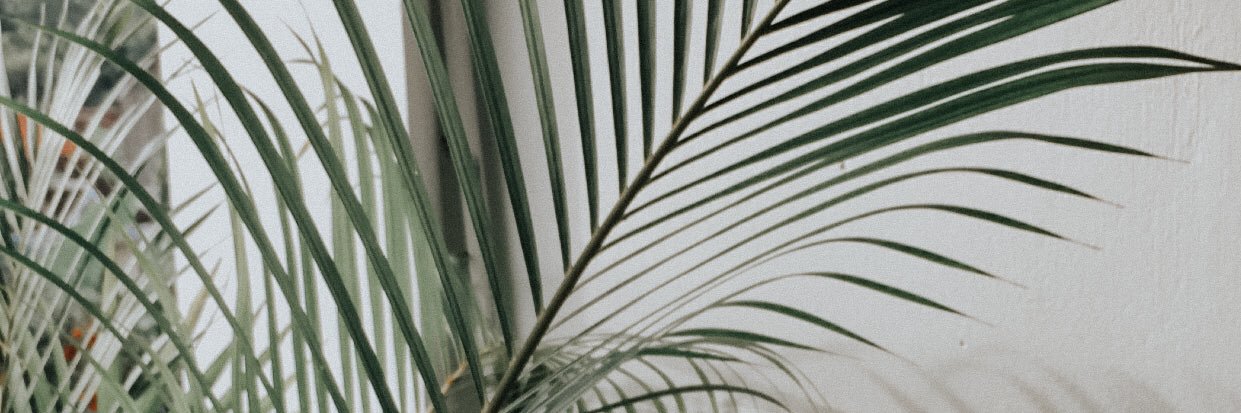 caramel 🦋 banner