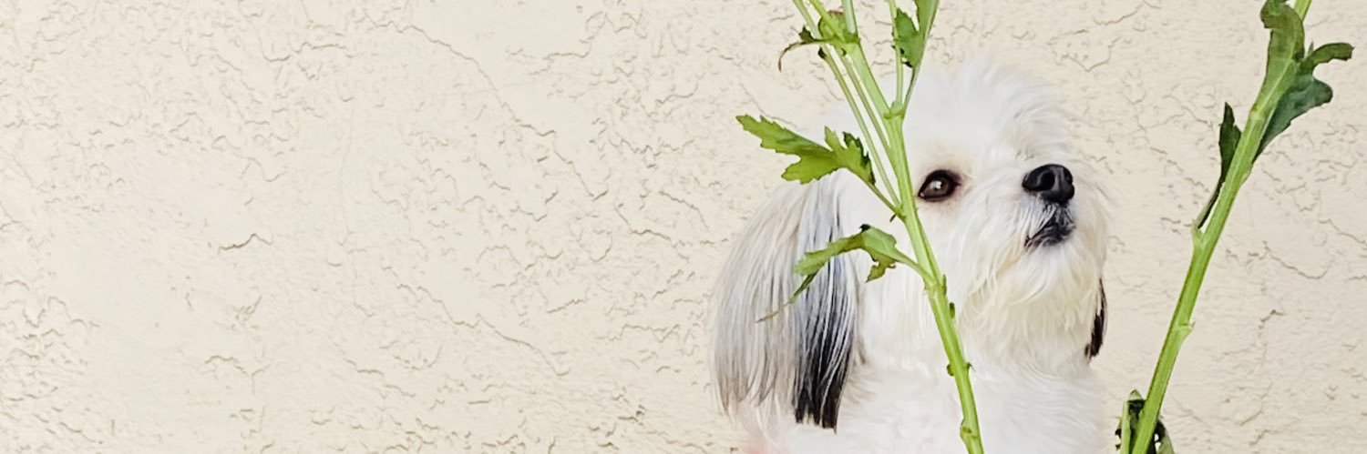 Springtime1014's profile banner image