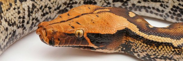 Robiscreeping Profile Banner