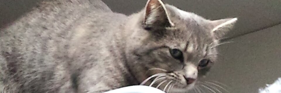 syugamon's profile banner image