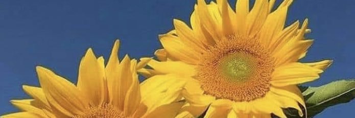 Dneew banner