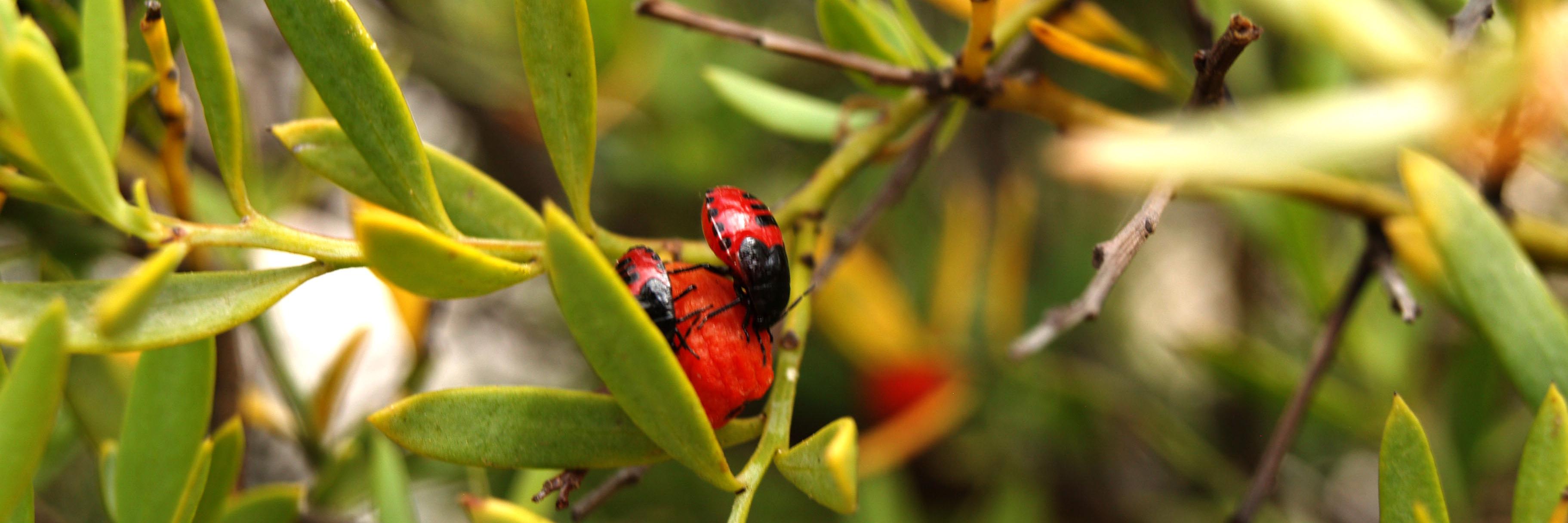 thora geirlaug banner