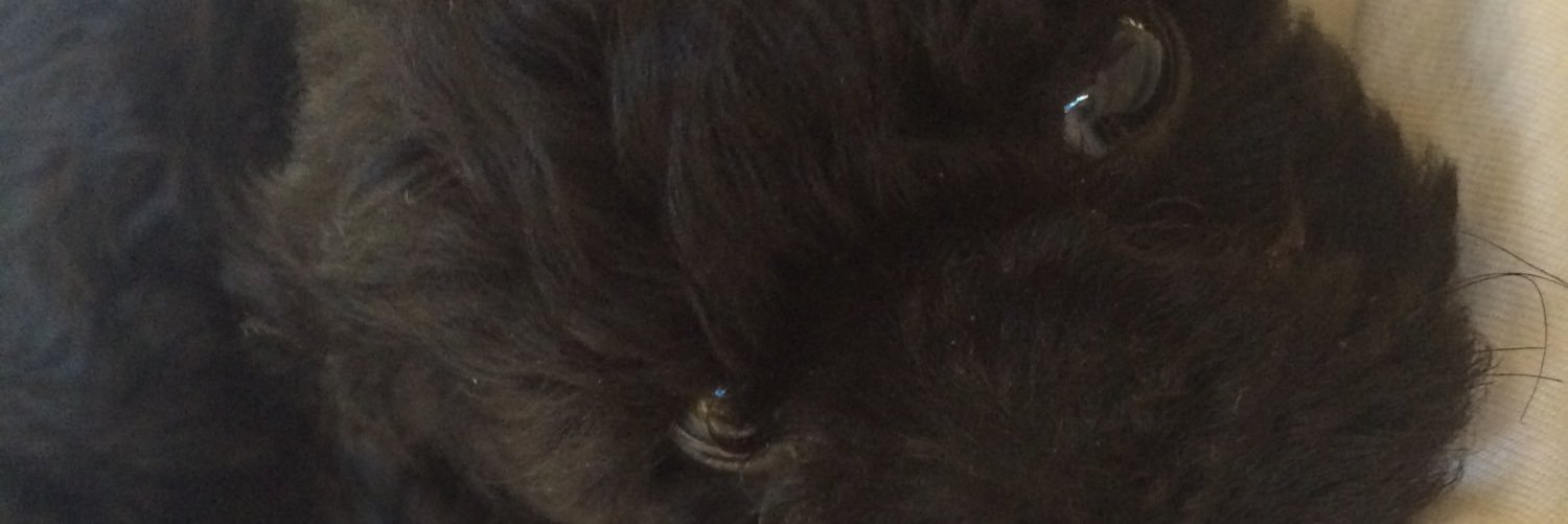 VioleChalup's profile banner image