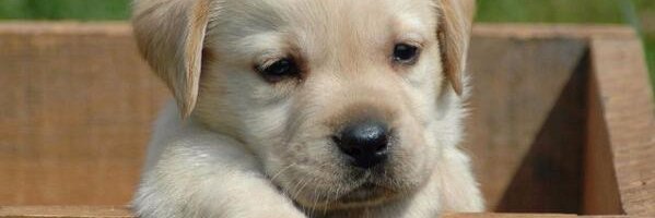 uranaimir's profile banner image