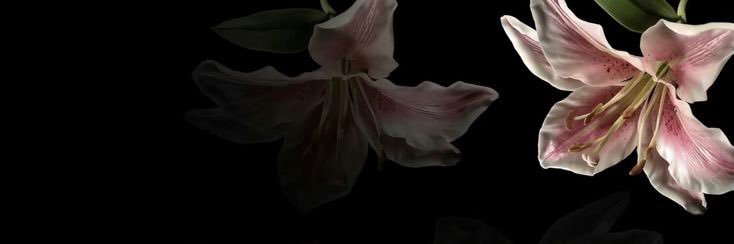 meli🦨 banner